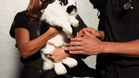 Animal Grooming Apparel